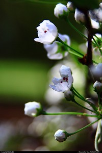 Photo by Philde04 | Newport News  white blooms